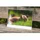 Wandkalender BÄRENWALD Müritz 2026