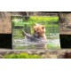 Wandkalender BÄRENWALD Müritz 2026